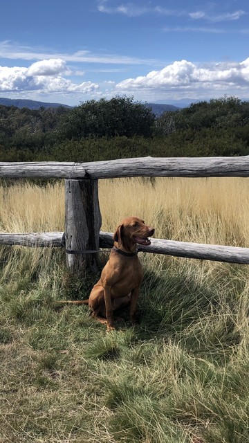 gumtree vizsla